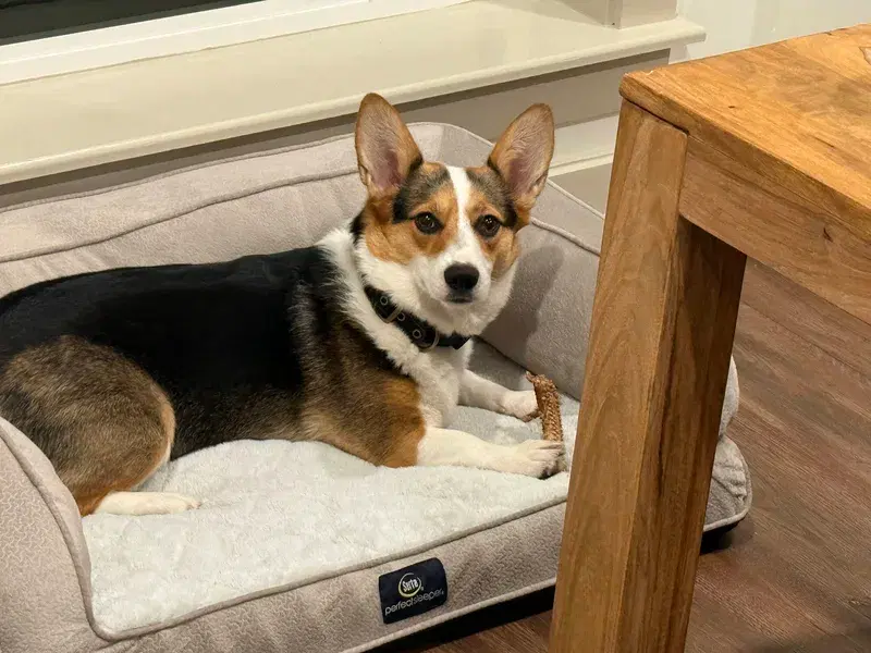 Corgi relaxing in a dog bed at Grandy Cove