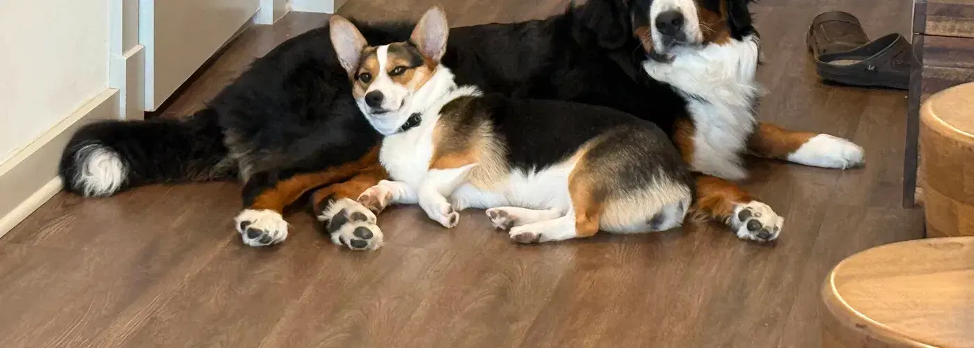 Two dogs relaxing at Grandy Cove — a Corgi and Bernese Mountain Dog enjoying the pet-friendly vacation rental