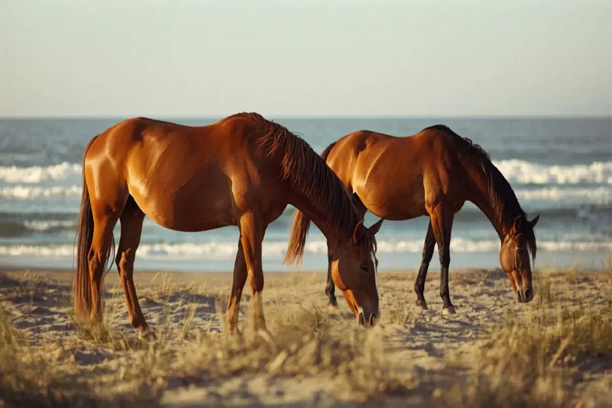 Corolla Wild Horse Tours: Everything You Need to Know